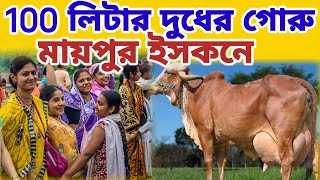 মায়াপুর ইসকনের গোসলায় এ কেমন গোরুর প্রজাতি || #mayapurvlog #iskcon #mayapur #mayapuriskcon #skd