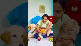 मेरे बिल्ली को आ गया गुस्सा😭#funnydogs #shorts