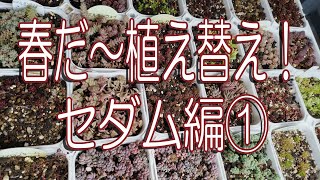 春だ～植え替え！セダム編①