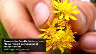 Leaves with Teeth, flower head composed of many yellow flowers. [Composite Family, Asteraceae]