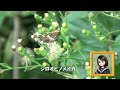 30秒の心象風景25812・シロオビノメイガ～キク科の野草に～