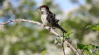 House sparrow with nesting material in beak