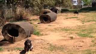 How to Make a Hollow Log Dog Kennel