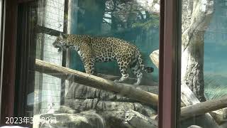 ルースの部屋にいたとか鳴き声とか…ロン君  天王寺動物園のジャガー Jaguar 20230209-0411