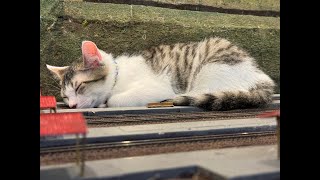 土曜日の生配信！今夜はゆっくりとサムネはカイリくん🌿営業中