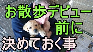 子犬のしつけ③【お散歩デビュー前に決めておく事】