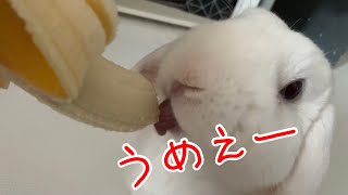 うさぎさんがバナナを食べるだけの動画