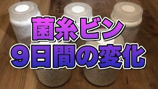 オオクワガタ飼育　セットした菌糸ビンの９日間の変化