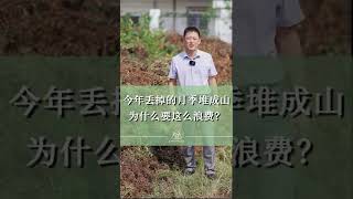 今年丢掉的月季堆成山，为什么要这么浪费？【天狼说月季】