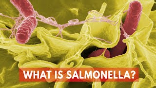 What Is Salmonella?