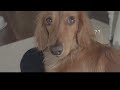 daily life of dachshunds【daily life in japan】