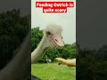 Feeding ostrich is quite scary 😱 - Jelita ostrich farm