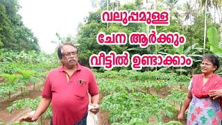 ചേന കൃഷി എളുപ്പത്തിൽ ആർക്കും ചെയ്യാം How to Grow Yams Chena Krishi Malayalam