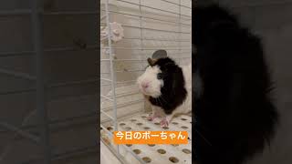 今日のボーちゃん(水飲ませろ編) #モルモット #ボーちゃん #かわいい #guineapig #ペット #水飲み