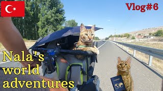 Nala cat's world adventures 🇹🇷 VLOG#6