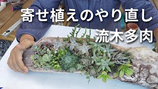 【多肉植物】流木多肉寄せ植えのやり直し\u0026いつも元気な朧月 #66