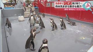 人気者のペンギンたちが愉快なパフォーマンス披露　南知多ビーチランド　愛知