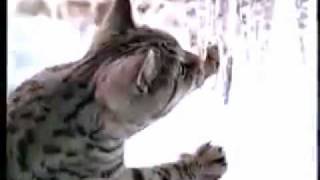 reklama Whiskas - Let It Snow !.wmv