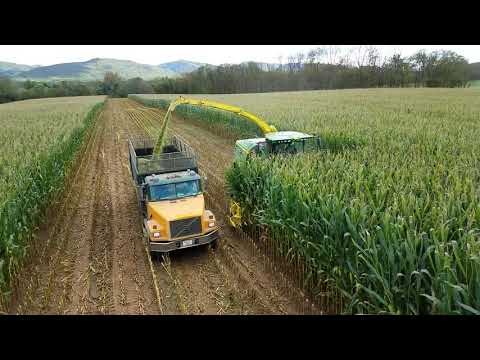 A lot of green and yellow. A lot of green and yellow.
