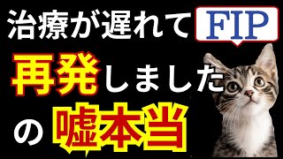 治療が遅くなると再発するの？？＠猫伝染性腹膜炎（FIP）治療の実際 2025年4本目