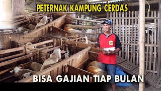 Kandang bambu reyot,mampu cetak domba lokal super besar dengan ciptakan pakan kering berkualitas