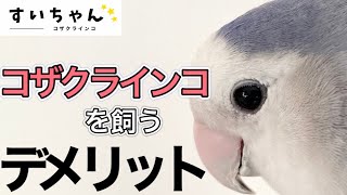 【お迎え前に知っときたい】コザクラインコを飼うデメリット5選