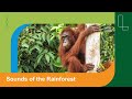 Borneo: The Symphony of the Rainforest