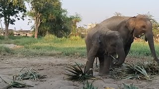 ผลไม้บ้านย่นมาแล้วจ้า เมตตาเปิดร้านให้ย่นด้วยนะคะ🙏🧺🐘