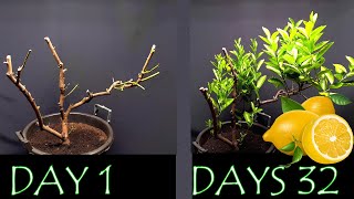 Lemon tree reborn - time lapse - 32 days