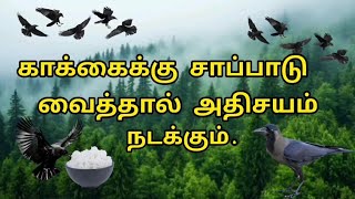 காக்கைக்கு சாப்பாடு வைத்தால் அதிசயம் நடக்கும்