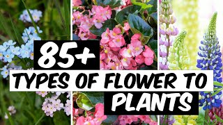 86 Types of Flowers to Plant - The Planet of Greens