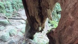 2024太鼓岩、屋久島Taiko Rock.Yakushima, Japan Kagoshima.-18