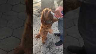 Cute And Funny Dog Videos Compilation | Dogs Lover #Dogs 🐶🐕🥰