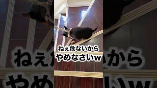 苦手な病院！看護師さんに見破られる小型犬の悪あがき…　#ミニピン #ミニチュアピンシャー #shorts