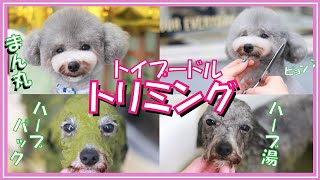 【トリミング】スペシャルコースハーブまみれで、まん丸テディ―ベアになった愛犬トルテはこちらです🐶💗ハーブパック ハーブ湯（トイプードルのTorte channel)