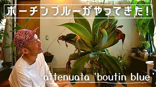 【巨大！】アテナータボーチンブルーをお迎えしました！