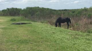 Horse attacks alligator! Payne's prairie 4/12/17