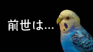 前世はコウモリだったインコ