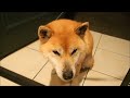 家に入れるよう訴える柴犬 en attendant godot.