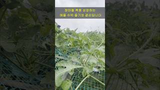 애플 수박 1차 수확 후 무성한 곁순의 운명은, 이렇게 하세요/Remove watermelon sprouts