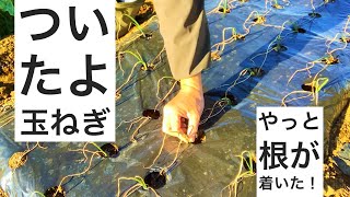 玉ねぎの根が活着しました｜12月に定植した苗でもなんとかなりそう