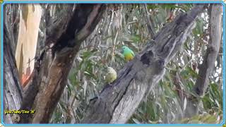 Red Rumped Parrots ~ Backyard Garden Birds~Birdlife Australia