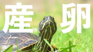 野生のミドリガメの産卵の瞬間！