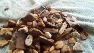 My Petrified wood fossil Hunting tips