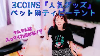 【3COINS】ペット用ティピーテントに愛犬が入ってくれるか試してみた！【チワワ】