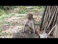 ດົງລີງ ดงลิง monkey forest in laos