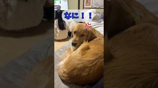 反抗期のゴールデンレトリバー #ゴールデンレトリバー #goldenretriever #大型犬 #犬 #反抗期 #かわいい #愛犬 #shorts #short #shortvideo #癒し