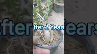 Growing Euphorbia knuthii From Cutting and Transformation #music #beach #love #shorts #viral