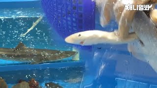 횟집에서 아기상어 출산하는 엄마 상어의 사연..The story of a sea bream shark giving birth in a raw fish restaurant...