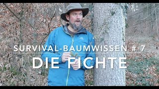 Die Fichte - Survival-Baumwissen # 7